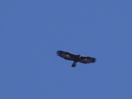 Aquila sul Monte Sart