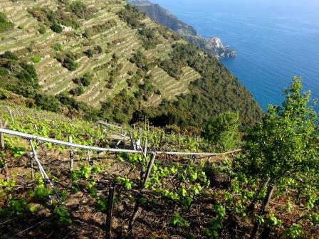 Sentiero 586 fra Corniglia e Volastra con Manarola sullo sfondo