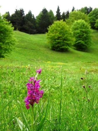 Orchidea Lago Calamone