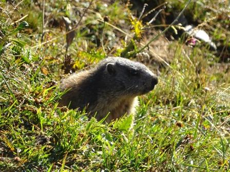 Trekking Monte Basodino Marmotta