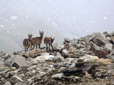 Trekking Monte Basodino Stambecchi