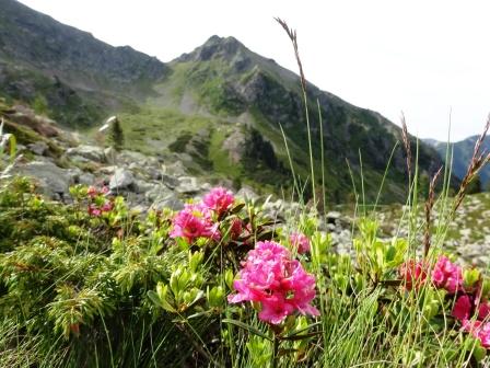 Sentieri dei Lagorai Rododendri Forcella del Frate