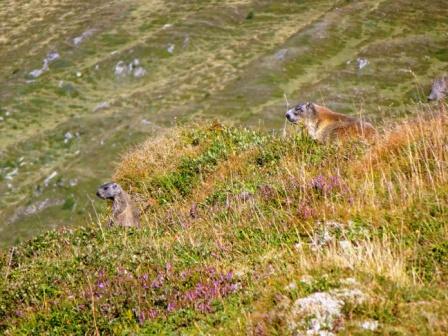 Marmotte Col Quaternà