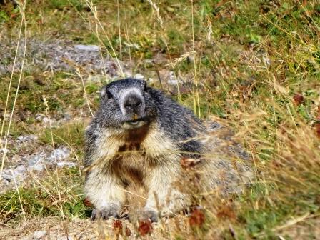 Marmotta Altopiano della Gardetta