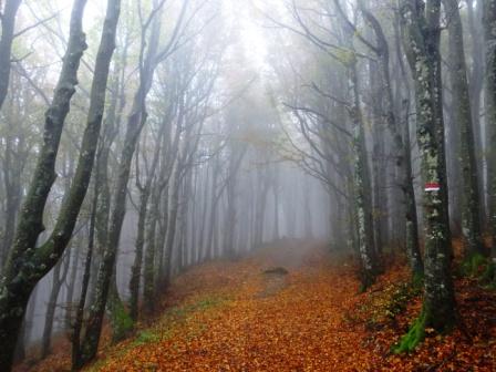 Sentiero 00 Foreste Casentinesi