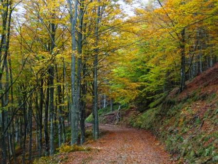 Colori Foreste Casentinesi