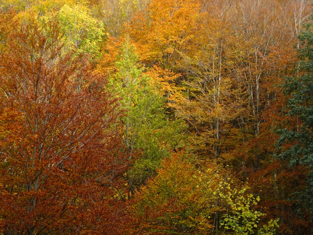 Colori autunnali Foreste Casentinesi