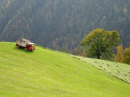 Campo tagliato