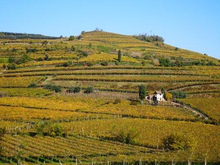 Colline di Monteforte d'Alpone, percorso 10 capitelli, vigneti