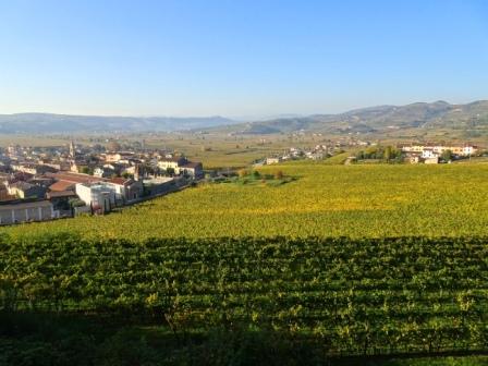 Soave, vigneti