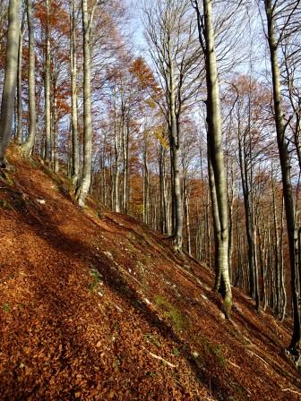 Sentiero 739 Casera Nischiuarch Passo di Tanamea