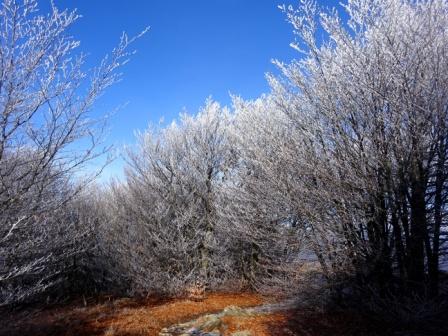 Alberi ghiacciati Passo Faiallo