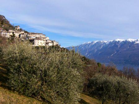 Musaga oliveti Sasso Gargnano