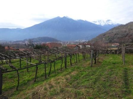 Vigne valle Dora Baltea