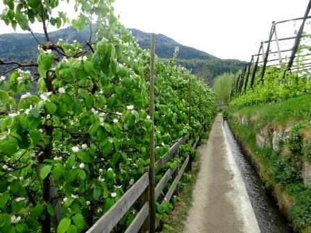 Sentiero roggia di Lagundo meleti vigneti