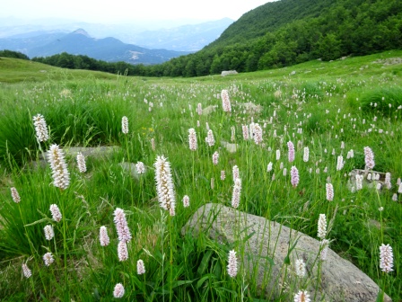 Capanna Vallestrina sentiero 611