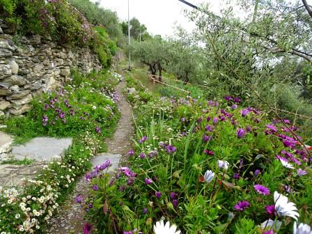 fiori ulivi sentieri Chiavari