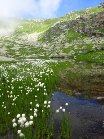 eriofori lago vercellina