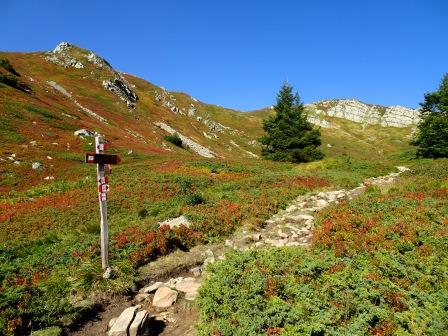 Mirtilli e ginepri Val Sestaione