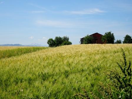 campo coltivato Castellarano