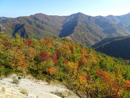 bosco variopinto autunno