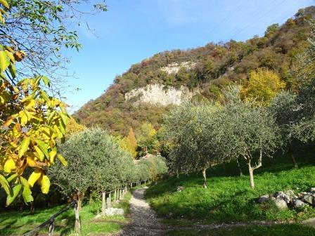 Sentiero del Viandante ulivi