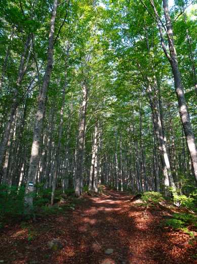 Faggeta Riserva Naturale