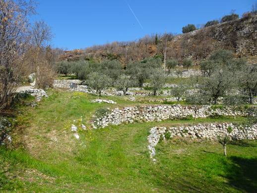 terrazzi coltivati Pregasio