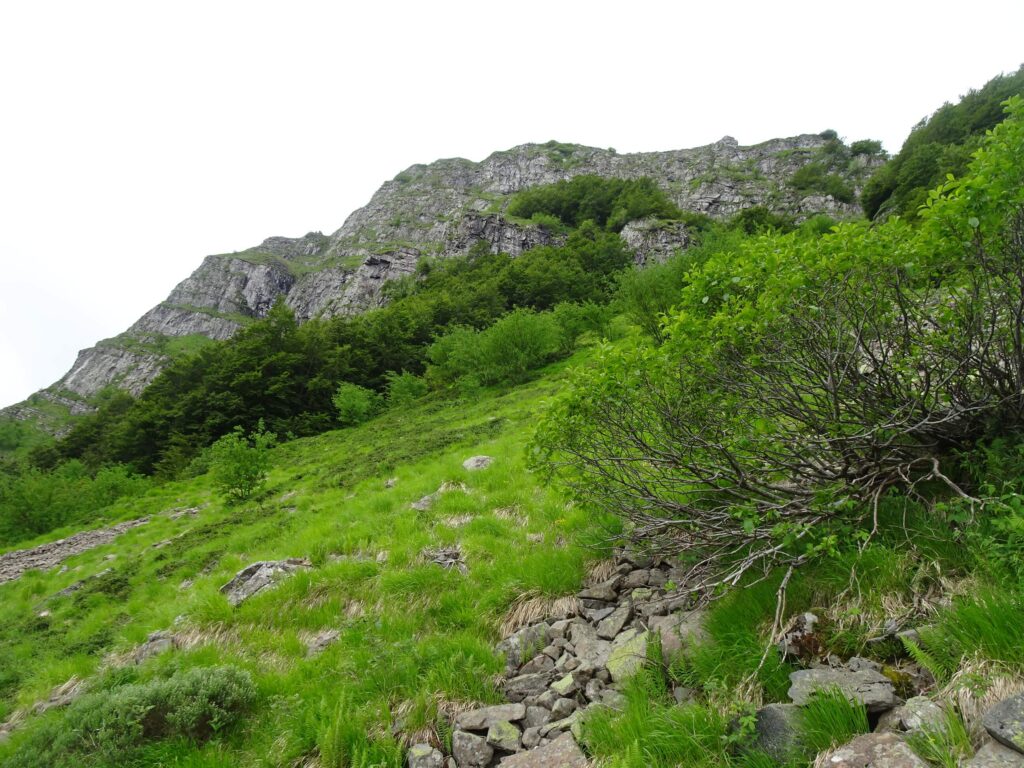 Rondinaio Lombardo