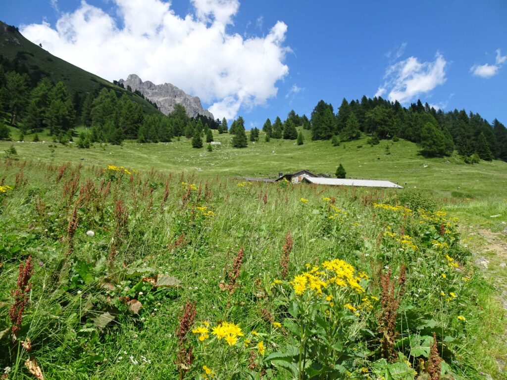 Malga Laione di Mezzo